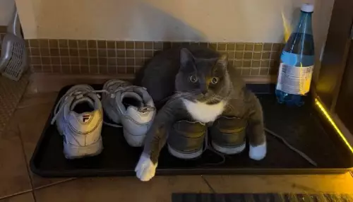 Кот захватил твои кроссовки 😼👟 - Что ж придется идти босиком