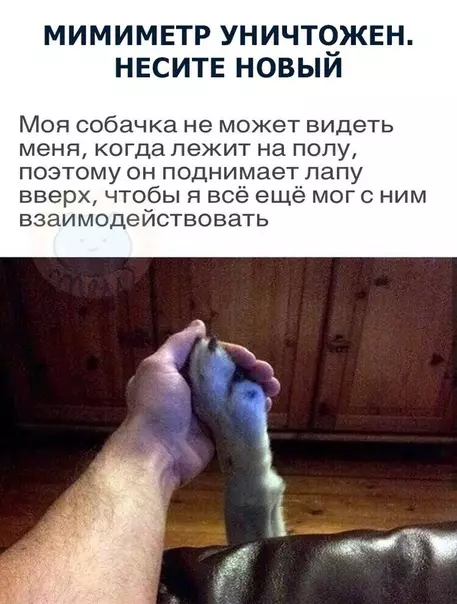 Смешная картинка №291406 :3 собаки