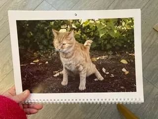 продолжение Смешная картинка №707936 Ура, я получил идеальный подарок на НГ!