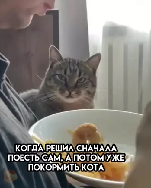 Когда кот ждёт своего угощения