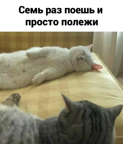 продолжение Смешная картинка №677440 Coвет дня: