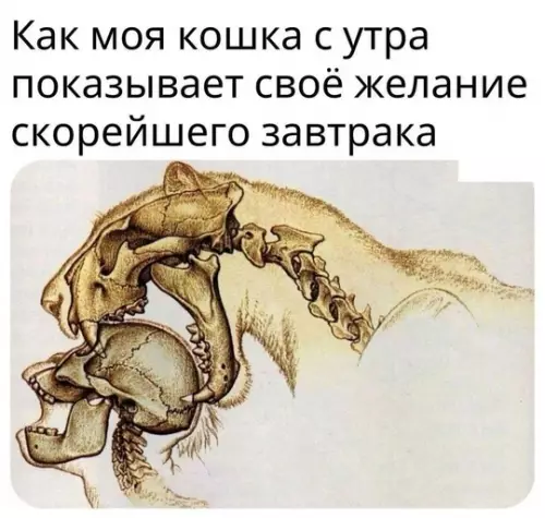 Смешная картинка №734849