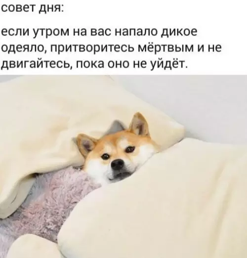 Смешная картинка №458424 Что-то не помогают ваши советики