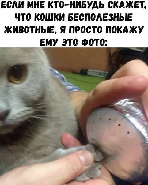 Смешная картинка №239613