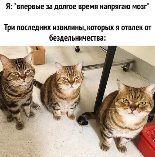 Смешная картинка №673557