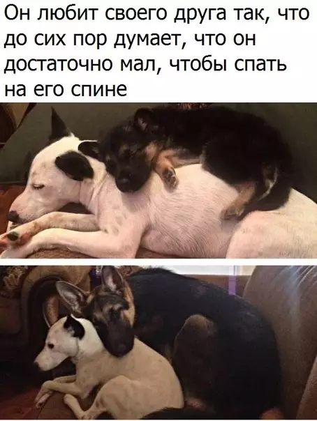 Смешная картинка №295433 собаки