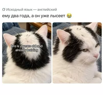 Кот-лыс на стиле! 🙀 - bro is 2 years old and already balding