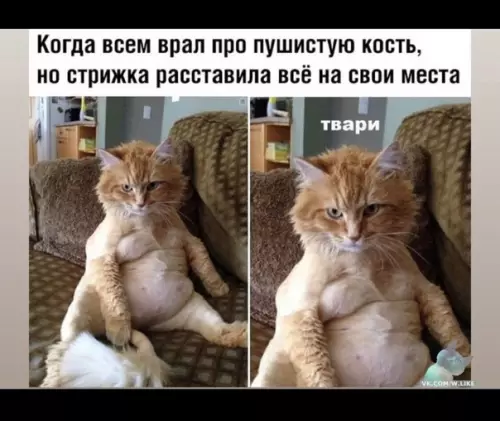 Смешная картинка №386749