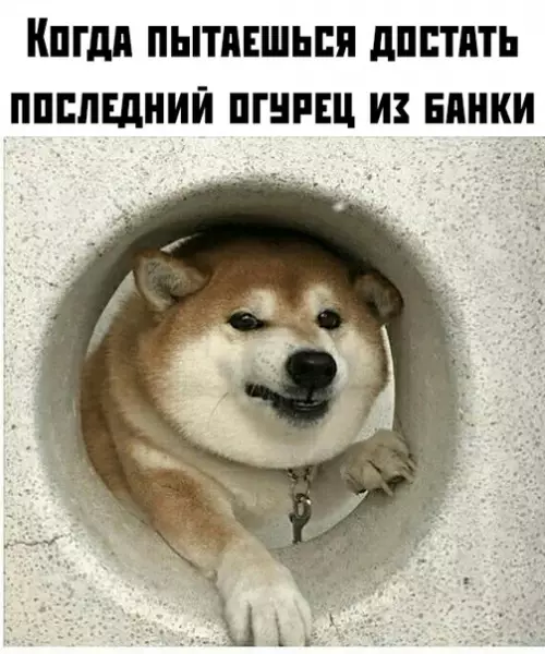 Смешная картинка №377358