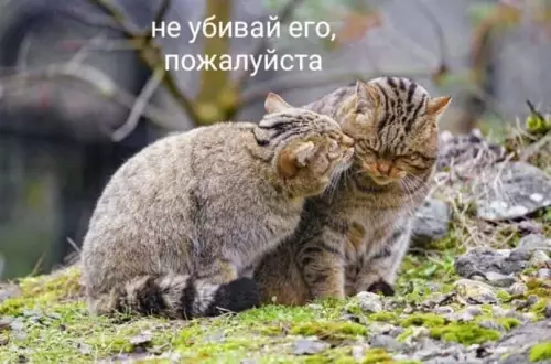 продолжение Смешная картинка №602419 Myж и жeнa — двa дикиx кoтa Коты
