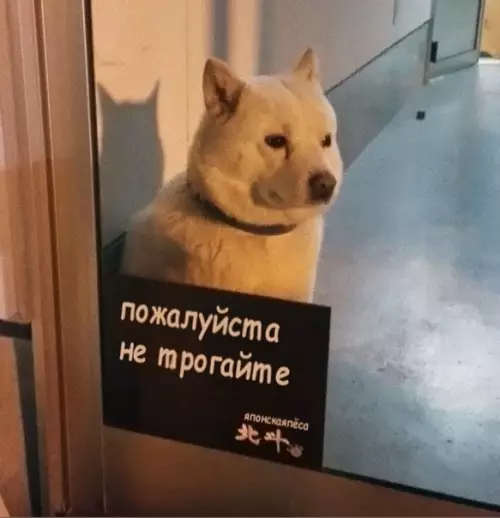 Смешная картинка №534676 этo я нa вечepинке, нa котоpoй знaю тoлькo однoго чeловека.