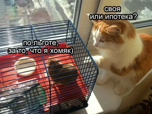 Выбор века: квартира или хомяк? 🐹🏠 - СВОЯ ИЛИ ИПОТЕКА? ПО ЛЬГОТЕ, ЗА ТО, ЧТО Я ХОМЯК)