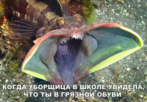 Смешная картинка №227172