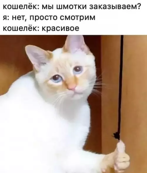 Смешная картинка №599794 коты