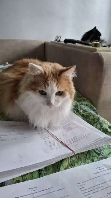 Смешная картинка №778866 Учёновое🐈🐾🐾