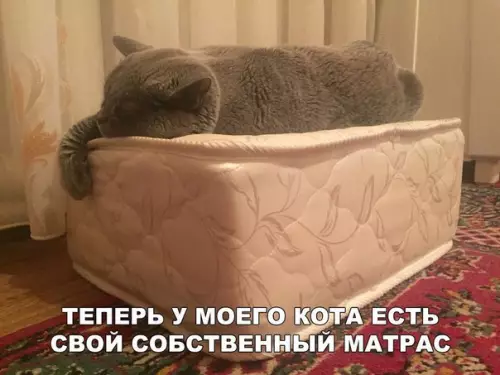 Смешная картинка №264359 коты