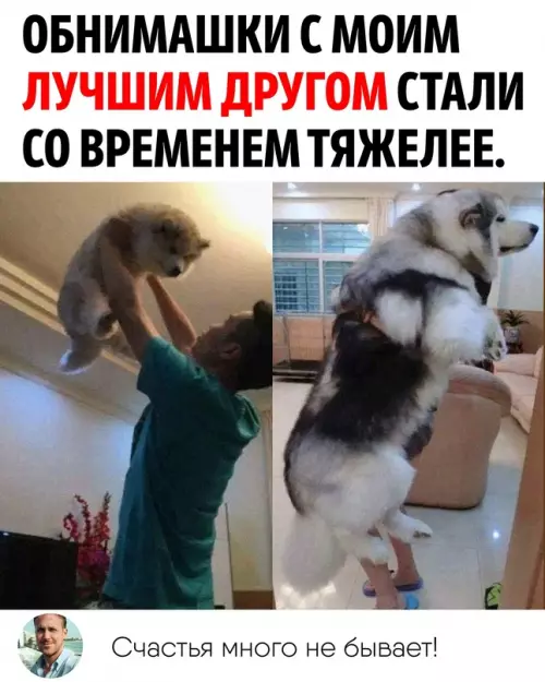 Смешная картинка №702681 А кто кого выгуливает? 😂