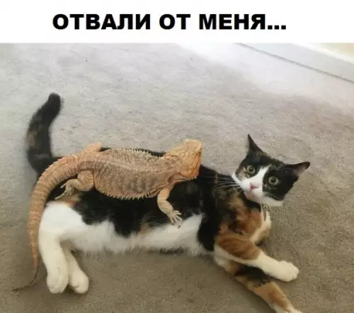 Смешная картинка №295764