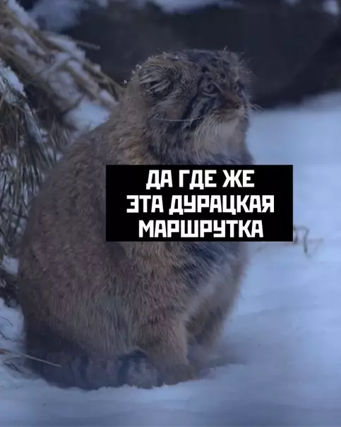 Смешная картинка №422784 манул