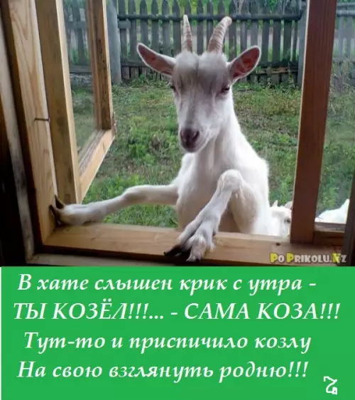 Смешная картинка №201647 РОДНЯ