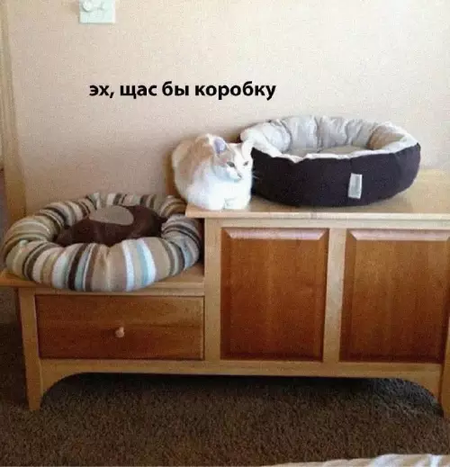 Смешная картинка №678946 Коты 