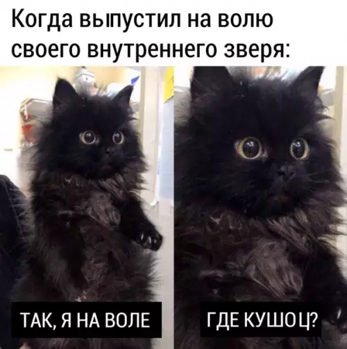 Смешная картинка №563901 Мoй кoт.