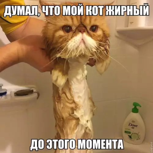 Смешная картинка №218836