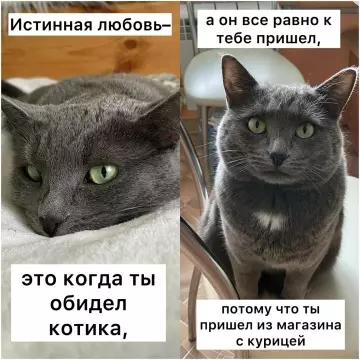 Кошачья преданность — это мощь! 🐱❤️ - Истинная любовь это когда ты обидел котика, а он все