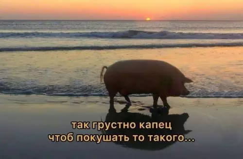 Когда вечер слишком идеальный, но что-то не так 🌅🐷 - так грустно капец чоб покушать то такого...