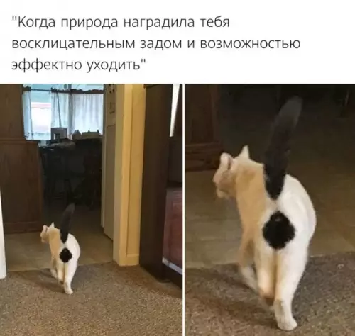 Смешная картинка №505522
