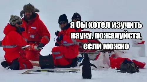 Пингвин хочет в универ! 🐧🎓 - я бы хотел изучить науку, пожалуйста, если можно