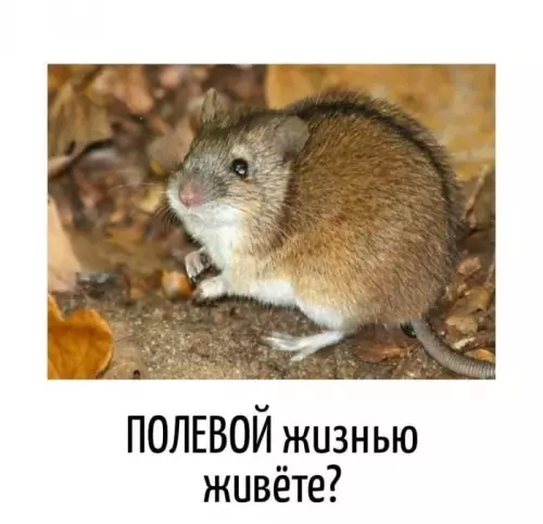 Этот грызун задал слишком глубокий вопрос 🐭 - ПОЛЕВОЙ жизнью живёте?