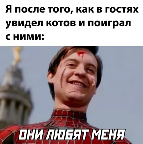Смешная картинка №655038 коты, гости