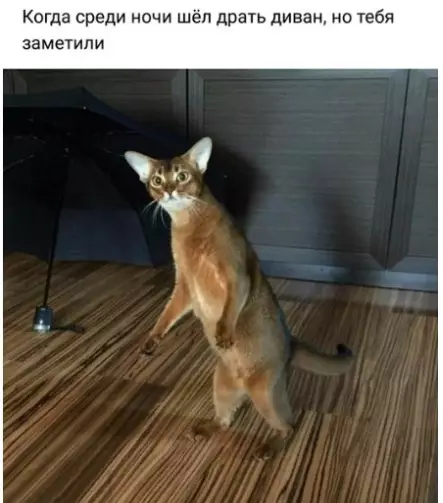 Смешная картинка №310786 кошки