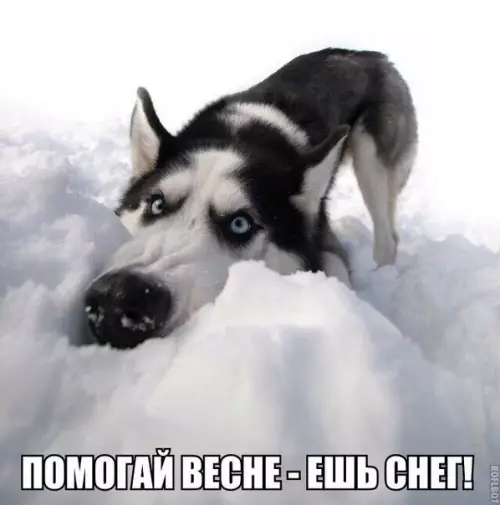 Смешная картинка №250127