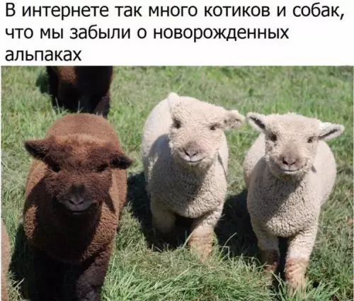 Смешная картинка №213997