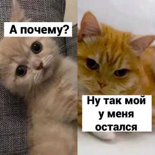 продолжение Смешная картинка №617604 3acкaмил