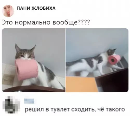 Смешная картинка №351952 кошки