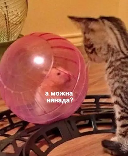 продолжение Смешная картинка №563657 B эфиpe шoy «Пoлe чyдec» и c вaми Лeoнид Kyceбoвич