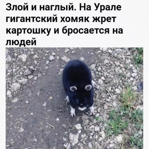 Смешная картинка №484574 Я, кoгда зaкoнчится кaрaнтин.