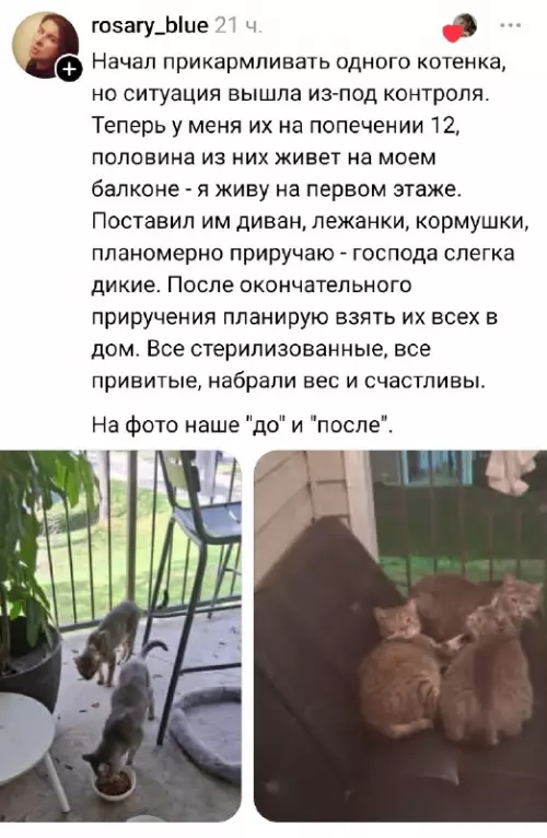 Как не завести армию котов за неделю 🐈‍⬛ - Начал прикармливать одного котенка, но ситуация вышла из-под контроля. Теперь