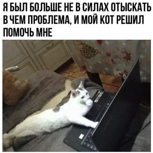 Смешная картинка №305311 коты