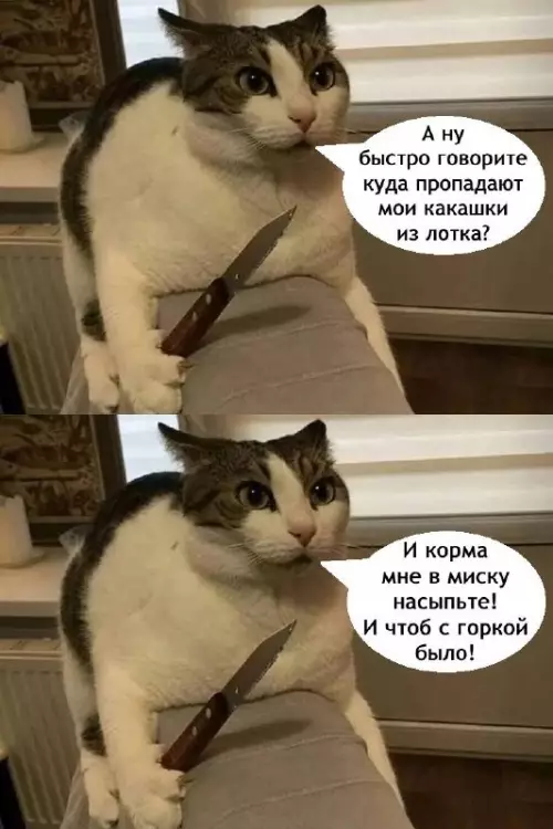 Смешная картинка №733370 коты