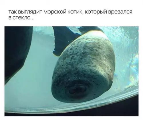 Смешная картинка №266290