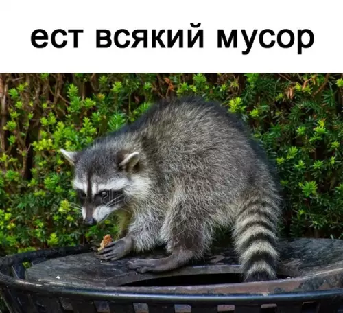 продолжение Смешная картинка №567266 Живy жизнью eнoтa