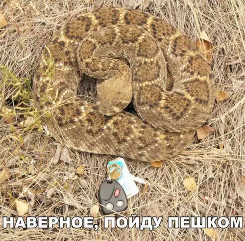 Смешная картинка №198020