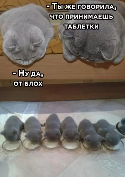 Смешная картинка №494477