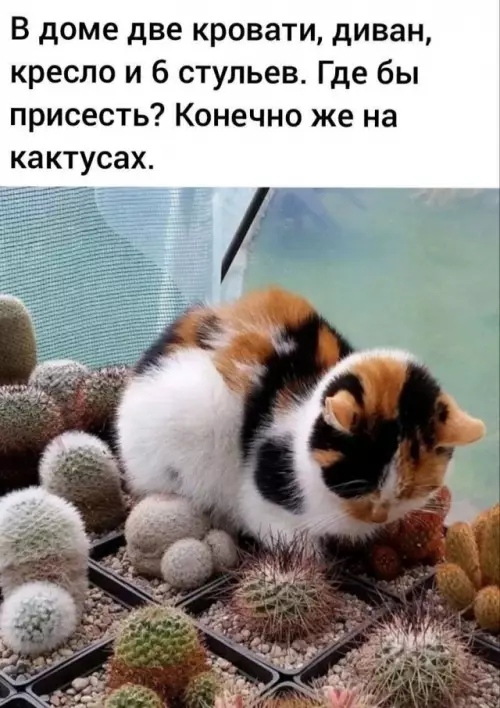 Смешная картинка №786244