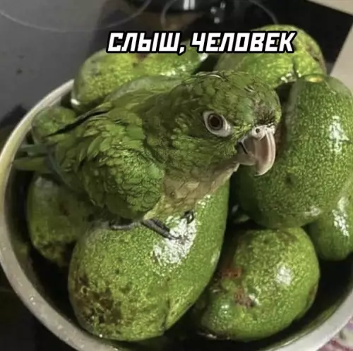 продолжение Смешная картинка №591816