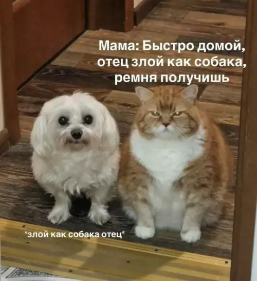 Когда дома ждет лютый п****ц 🙀 - Мама: Быстро домой, отец злой как собака, ремня получишь злой